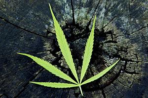 Cannabis und kein Ende der Debatten?