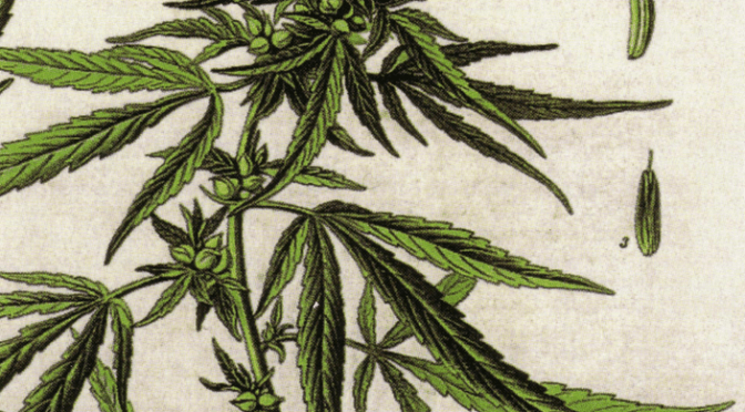 Hanf – eine uralte Kulturpflanze