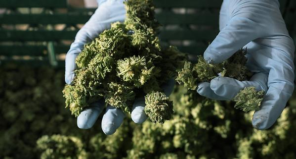 Suchtstoff­kontrollrat warnt vor laxer Kontrolle von medizinischem Cannabis