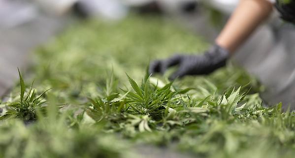 Nachfrage nach medizinischem Cannabis steigt rasant